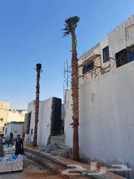 نخل واشنطن للبيع 4