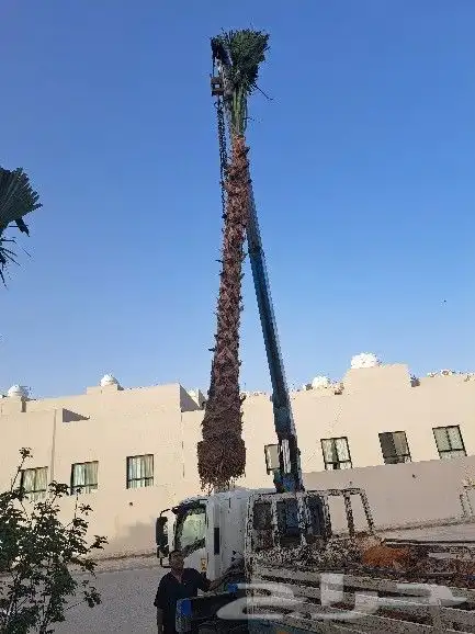 نخل واشنطن للبيع 1