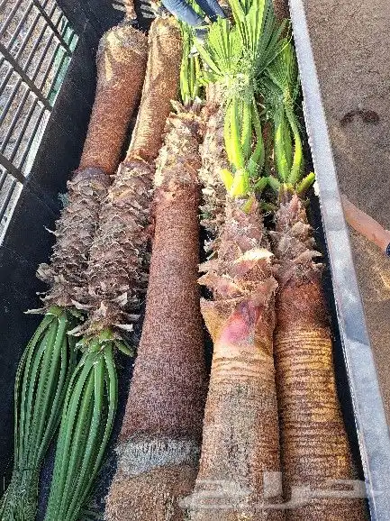 نخل واشنطن للبيع 3