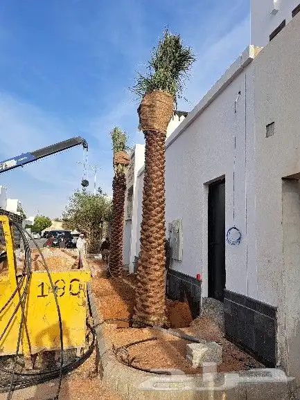 نخل واشنطن للبيع 9