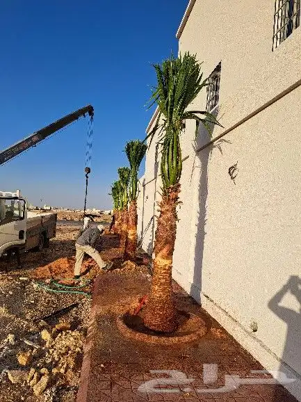 نخل واشنطن للبيع 2