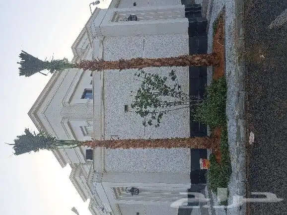 نخل واشنطن للبيع 0