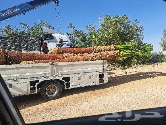 نخل واشنطن للبيع 6