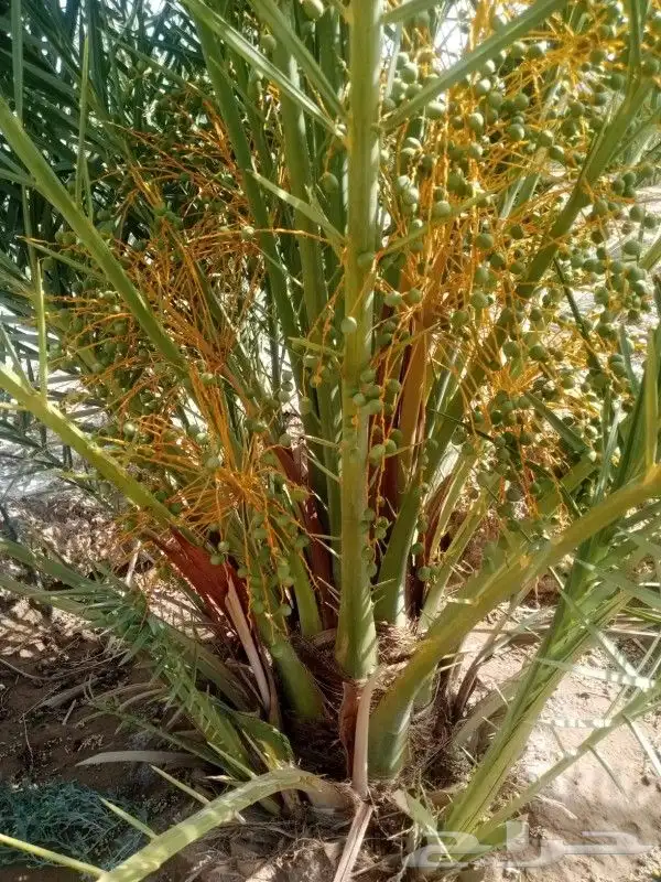 نخل للبيع مثمر جده مكه الطايف نخل مثمر برحي سكري خلاص 7