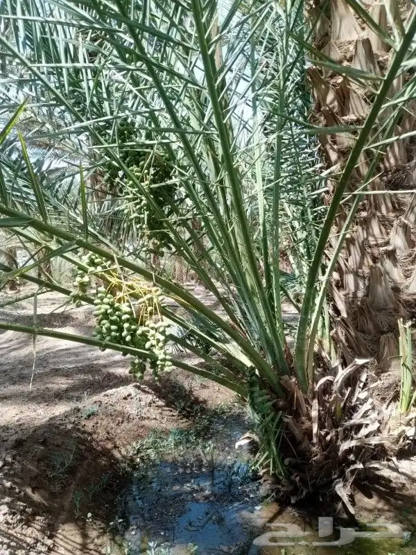 نخل للبيع مثمر جده مكه الطايف نخل مثمر برحي سكري خلاص 8