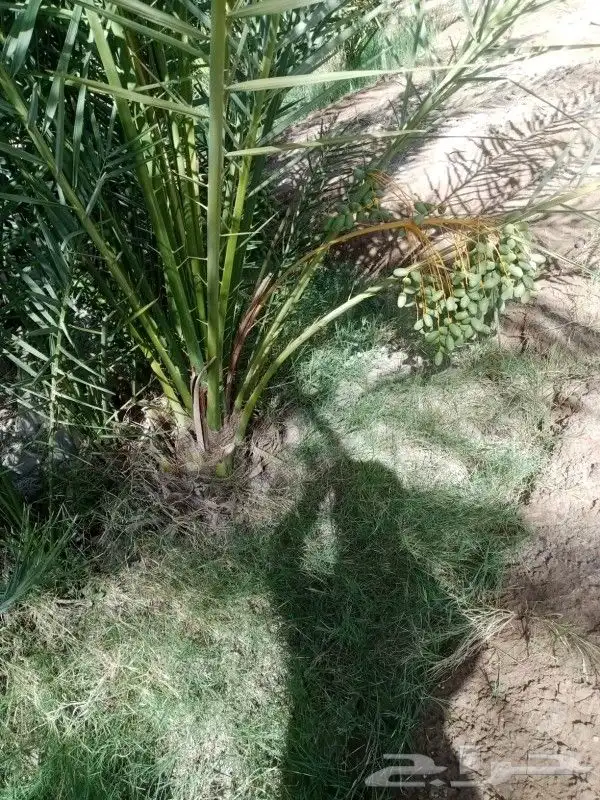 نخل للبيع مثمر جده مكه الطايف نخل مثمر برحي سكري خلاص 5