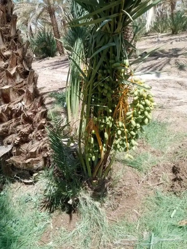 نخل للبيع مثمر جده مكه الطايف نخل مثمر برحي سكري خلاص 3