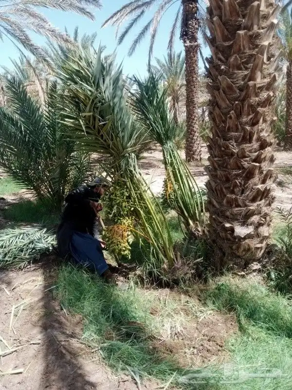 نخل للبيع مثمر جده مكه الطايف نخل مثمر برحي سكري خلاص 4