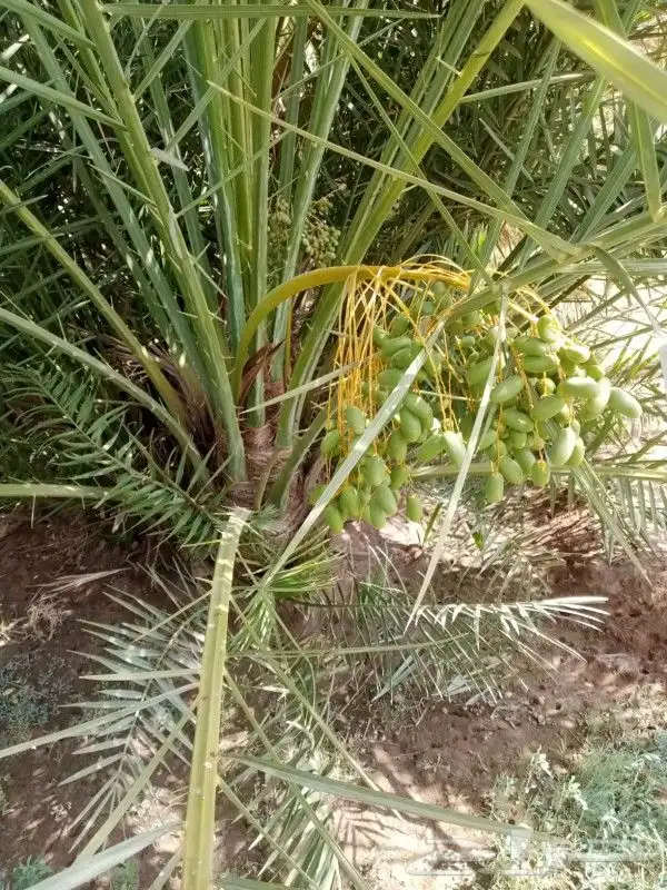 نخل للبيع مثمر جده مكه الطايف نخل مثمر برحي سكري خلاص 9