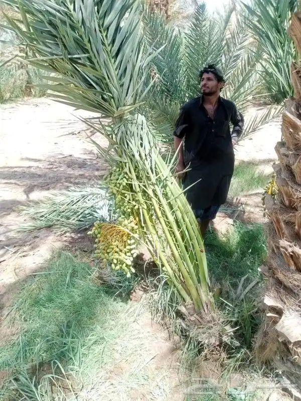 نخل للبيع مثمر جده مكه الطايف نخل مثمر برحي سكري خلاص 0