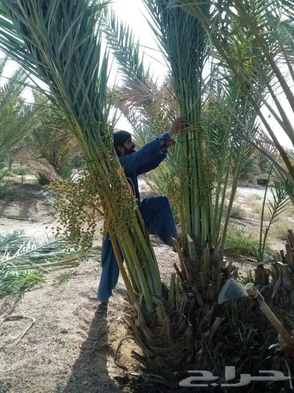 نخل للبيع مثمر جده مكه الطايف نخل مثمر برحي سكري خلاص 1