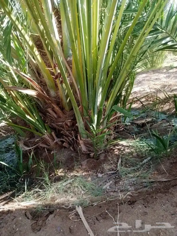 نخل للبيع مثمر جده مكه الطايف نخل مثمر برحي سكري خلاص 6