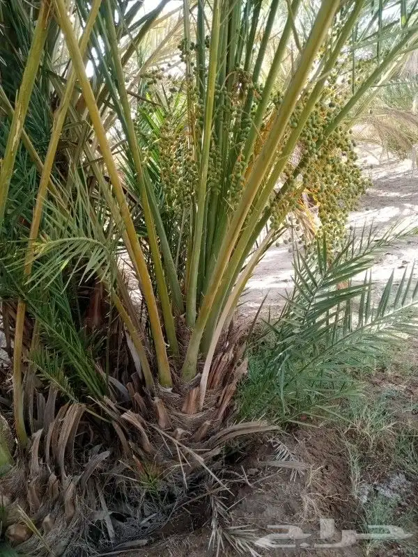 نخل للبيع مثمر جده مكه الطايف نخل مثمر برحي سكري خلاص 2