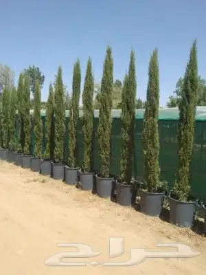 يوجد سدر صيني مطعم وسدر بلادي وجمع انوع الأشجار والعنب 6