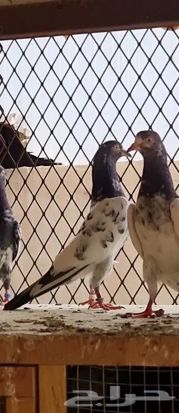 طبات تيدي و رام بيور الشايشات 17