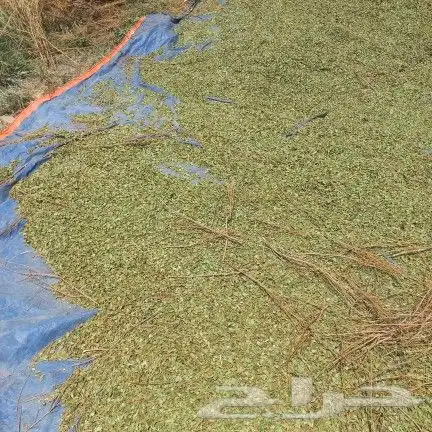 حناء المدينه انتاج مزرعه نظيف جدا جديد مطحون 2