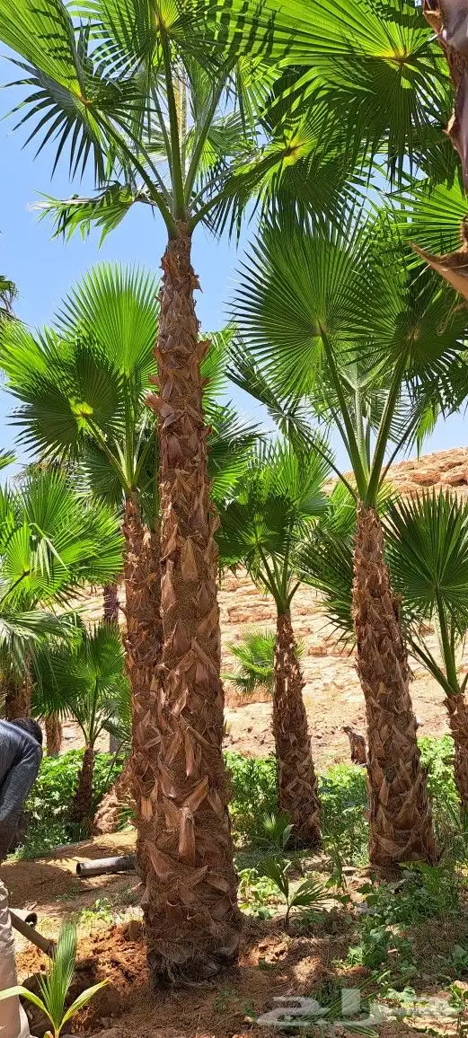 نخل واشنطن للبيع 3
