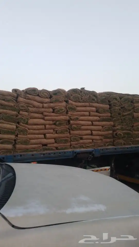 نجيل طيبعي سي الفينc2000 تبوك 0