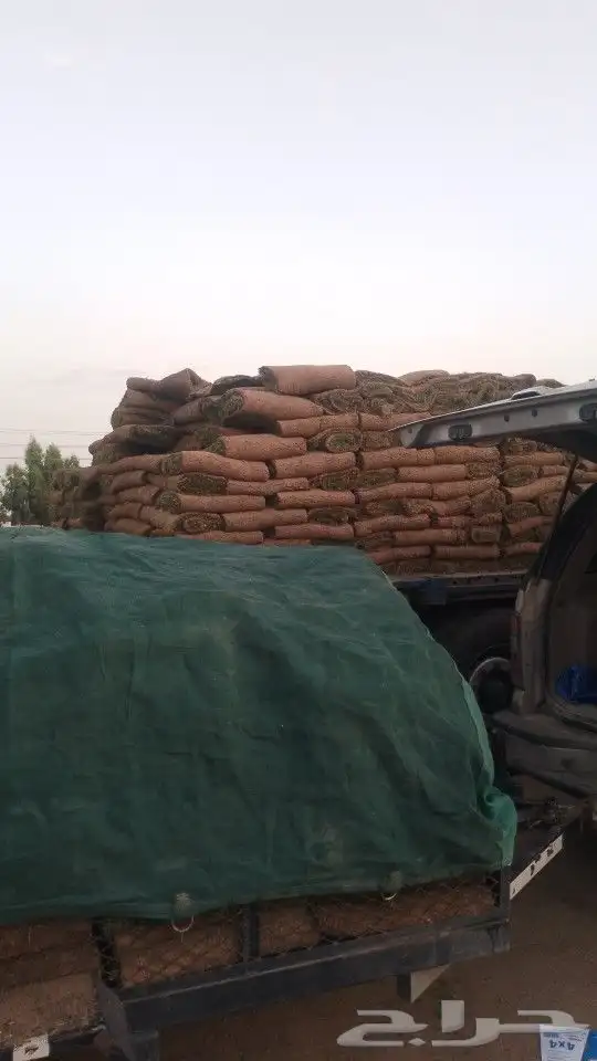 نجيل طيبعي سي الفينc2000 تبوك 2