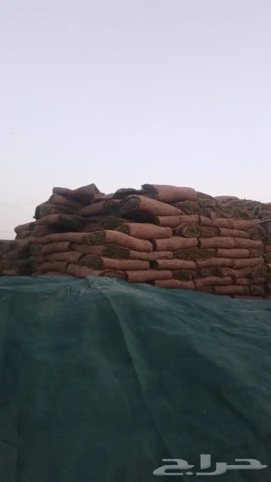 نجيل طيبعي سي الفينc2000 تبوك 1
