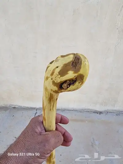 عصا من شجر الرمان ( تم البيع ) 1
