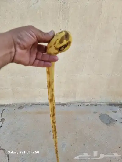 عصا من شجر الرمان ( تم البيع ) 7