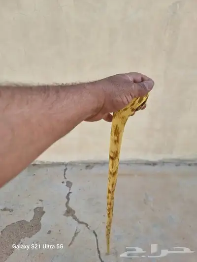عصا من شجر الرمان ( تم البيع ) 4