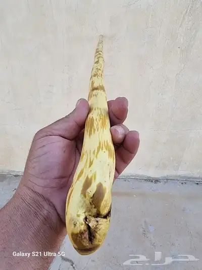عصا من شجر الرمان ( تم البيع ) 10