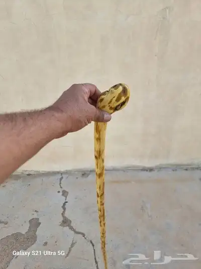 عصا من شجر الرمان ( تم البيع ) 5