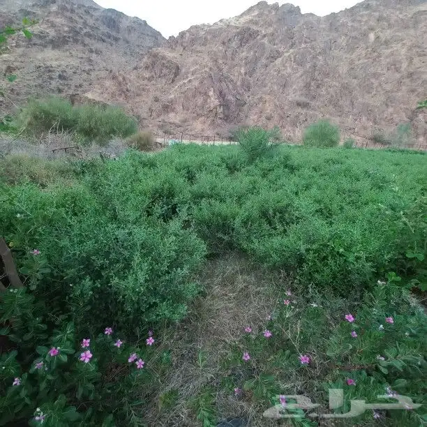 حناء المدينه قص وطحن جديد 1