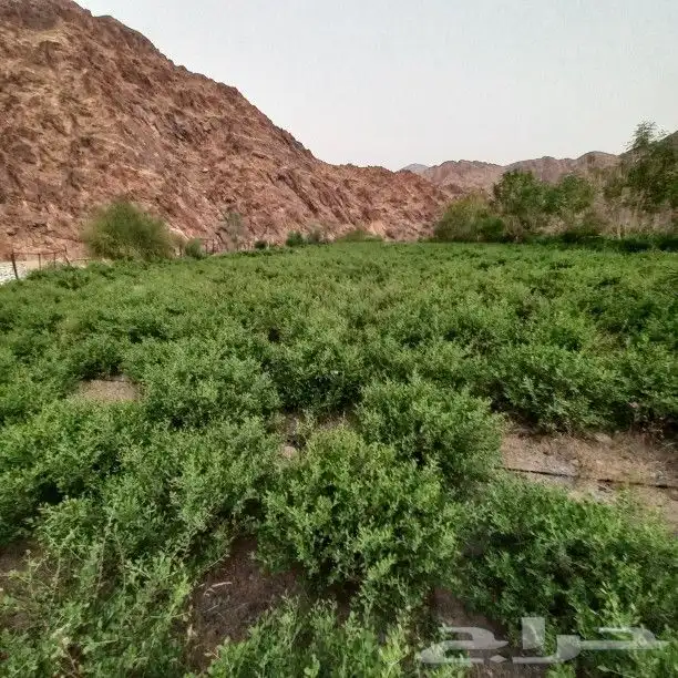 حناء المدينه مطحون جديد 0