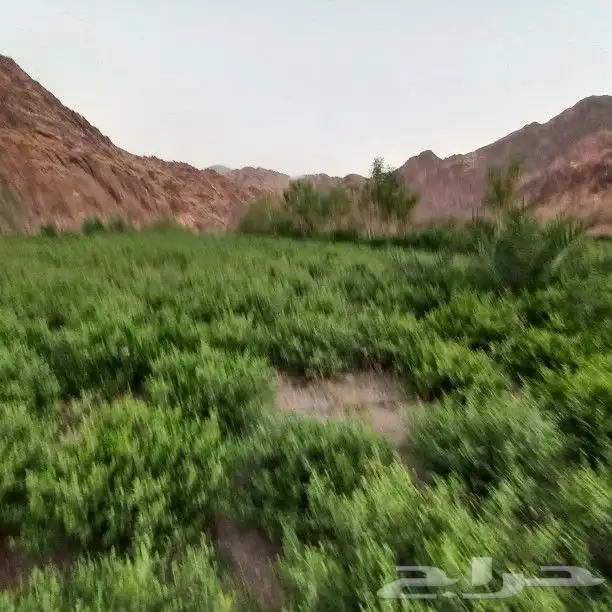 حناء المدينه مطحون جديد 1