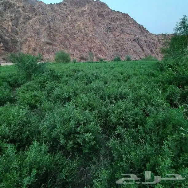 حناء المدينه مطحون جديد 2