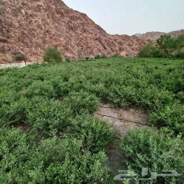 حناء المدينه انتاج مزرعه نظيف جدا جديد مطحون 3