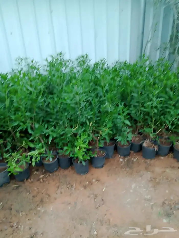 يوجد سدر صيني مطعم وسدر بلادي وجمع انوع الأشجار والعنب 3