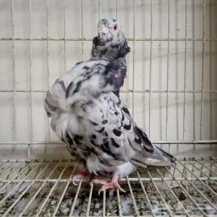 فحل كشكشي الموند تم البيع 3