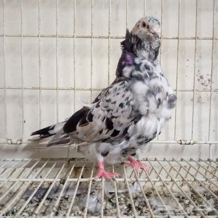 فحل كشكشي الموند تم البيع 0