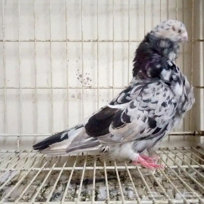 فحل كشكشي الموند تم البيع 1