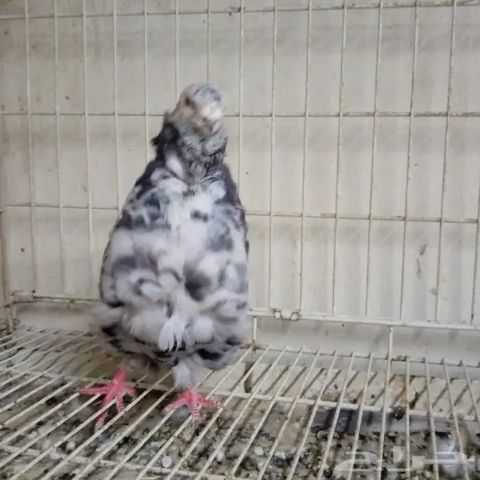 فحل كشكشي الموند تم البيع 2