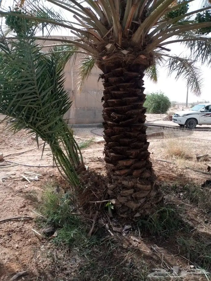 لشغل النخل توريد وتركيب 4