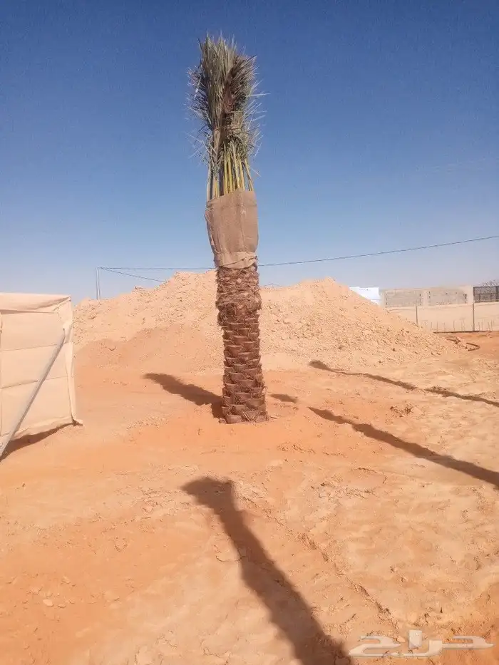 لشغل النخل توريد وتركيب 2
