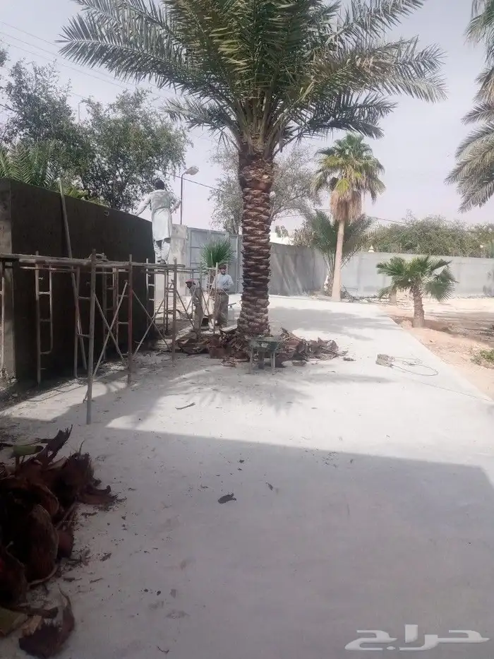لشغل النخل توريد وتركيب 1