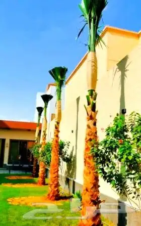 نخل واشنطني نخل عربي نخل ملوكي 4
