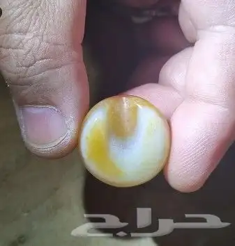 فصوص سليماني بوهلال 1