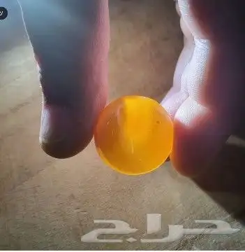 فصوص سليماني بوهلال 2