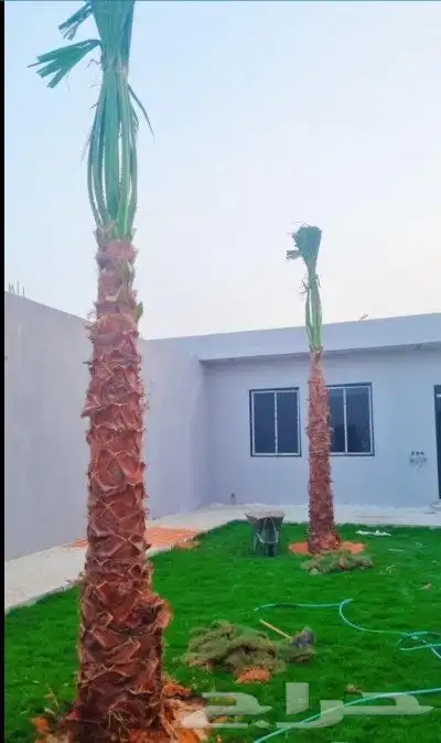 نخل واشنطني درجه اولا 5