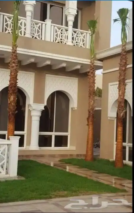 نخل واشنطني درجه اولا 16