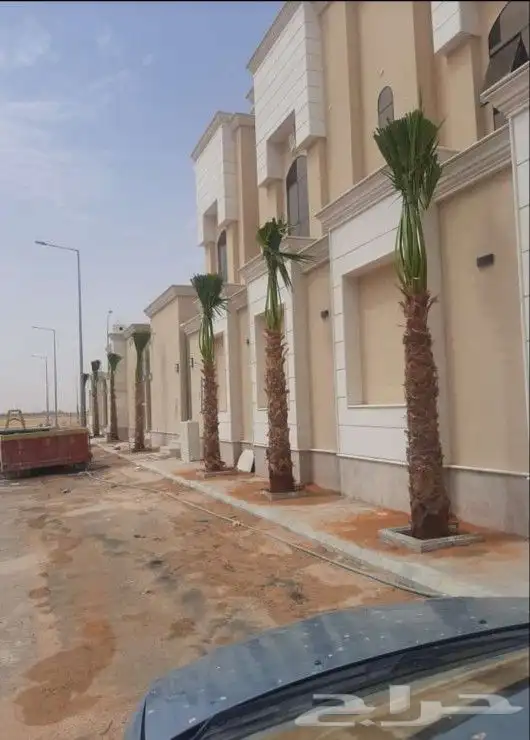 نخل واشنطني درجه اولا 11