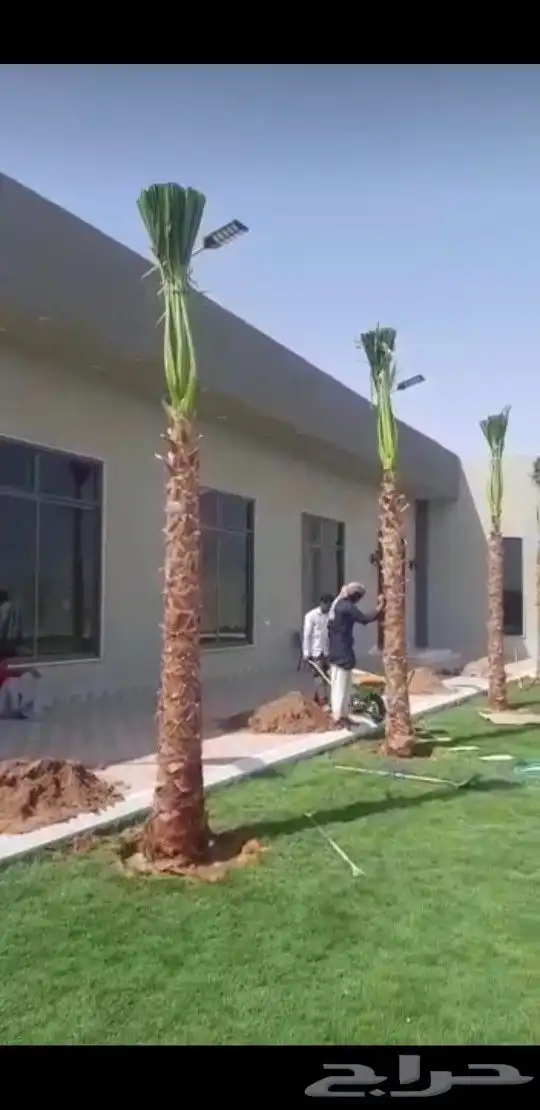 نخل واشنطني درجه اولا 10