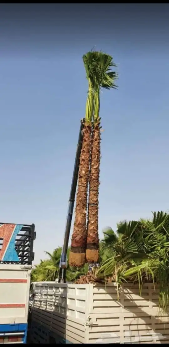 نخل واشنطني درجه اولا 13